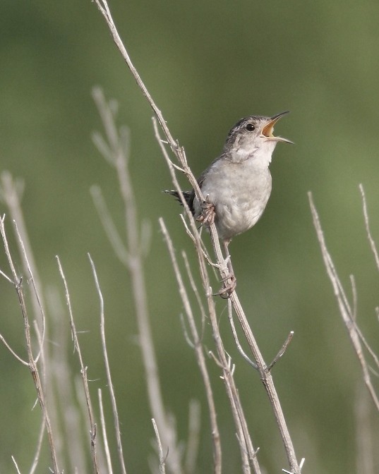 Marsh Wren - ML452397551