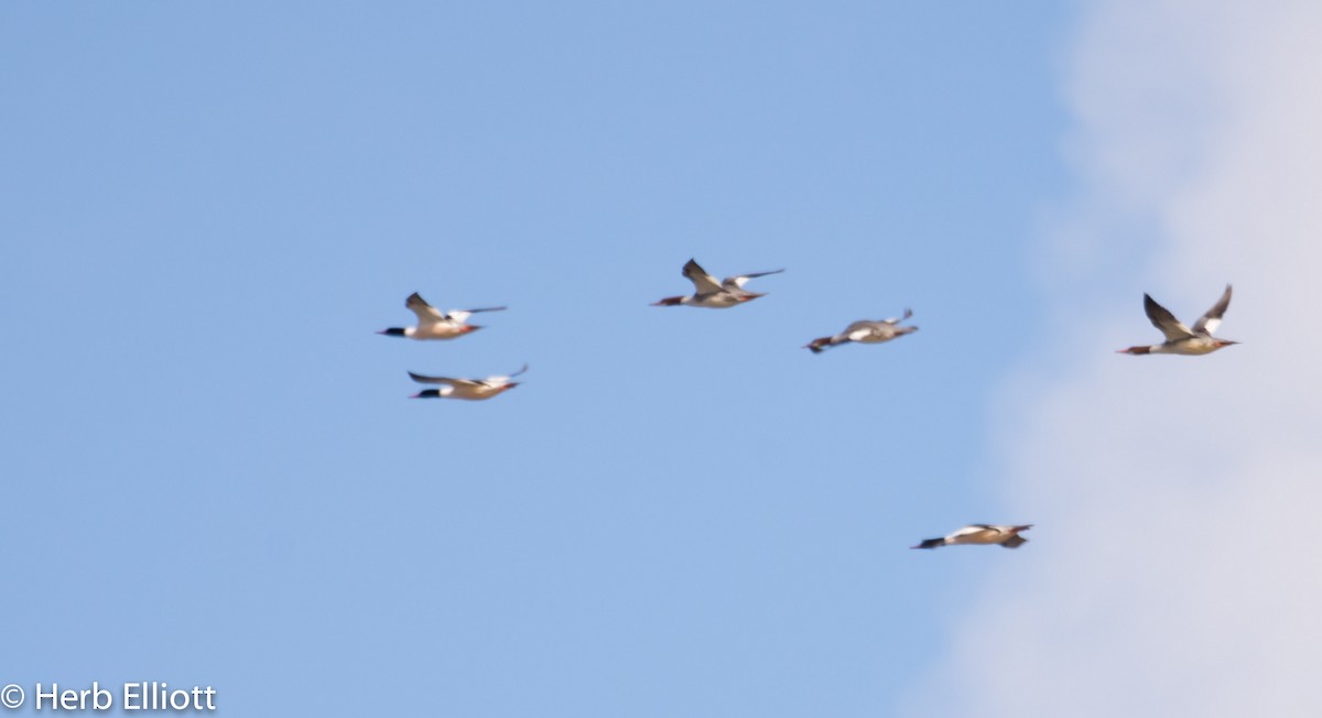 Common Merganser - Herb Elliott