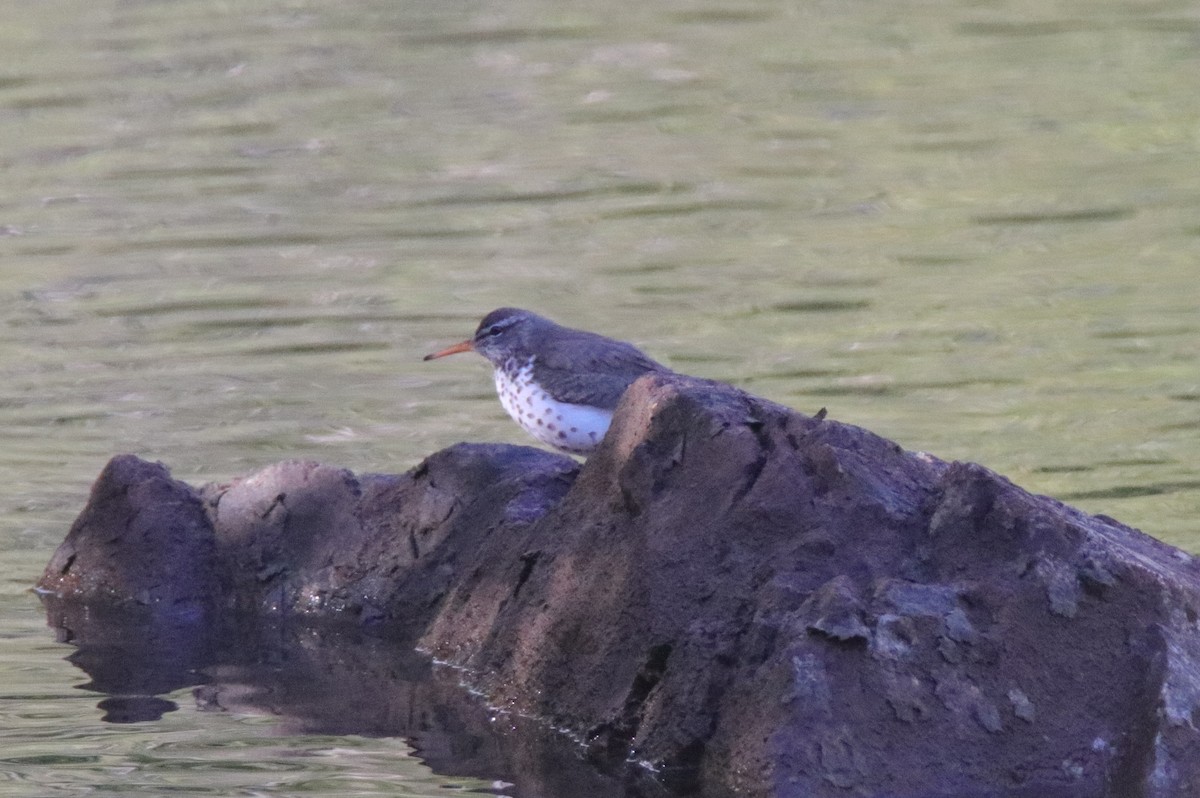 Spotted Sandpiper - ML452398121