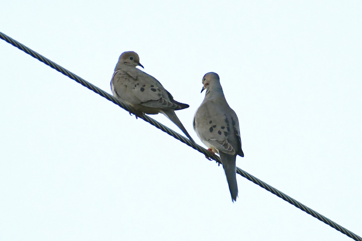 Mourning Dove - ML452398741