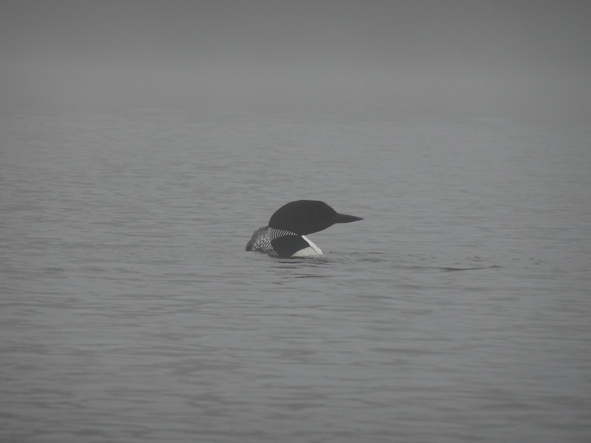 Common Loon - ML452400331