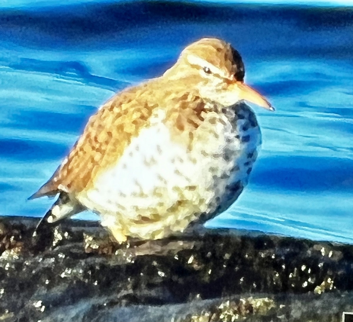 Spotted Sandpiper - ML452400471
