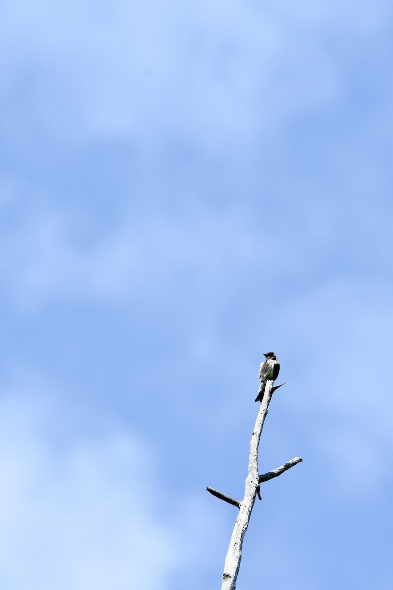 Olive-sided Flycatcher - Carly Rodgers