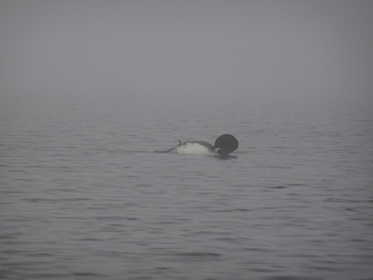 Common Loon - ML452400551