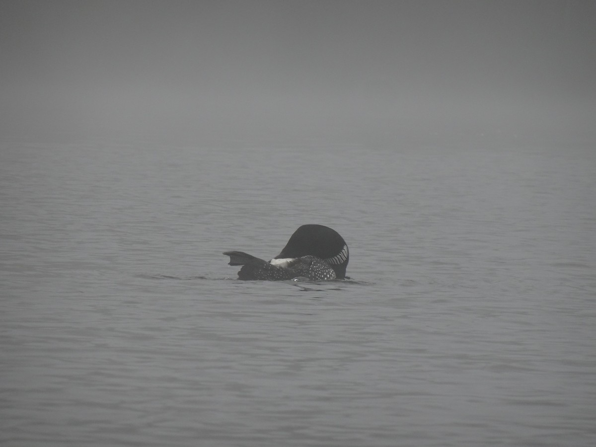 Common Loon - ML452400591