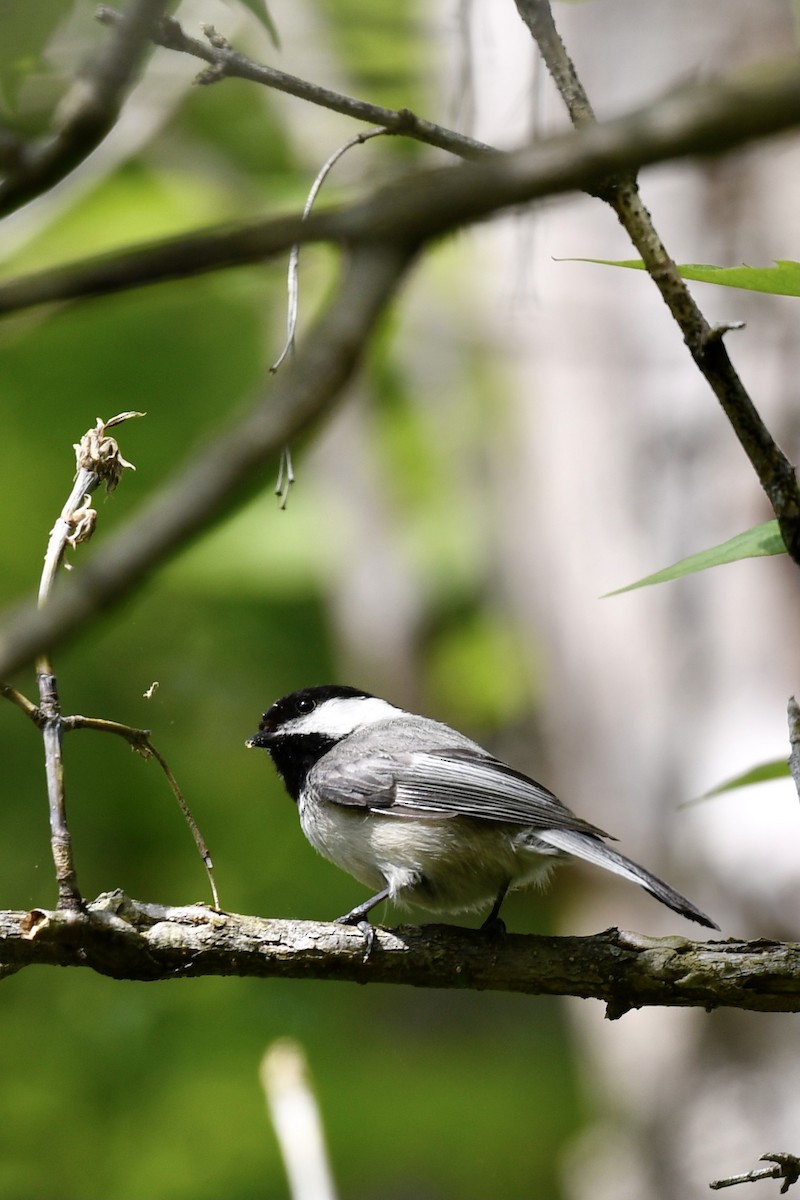 Black-capped Chickadee - Carly Rodgers