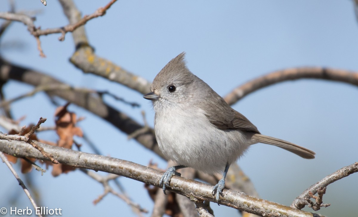 Oak Titmouse - Herb Elliott