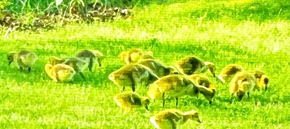 Canada Goose - ML452400951