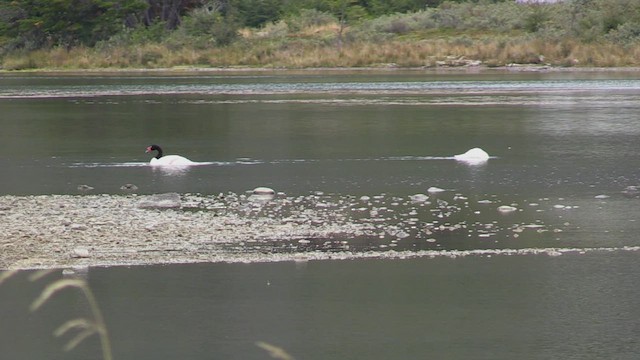 Cygne à cou noir - ML452402791