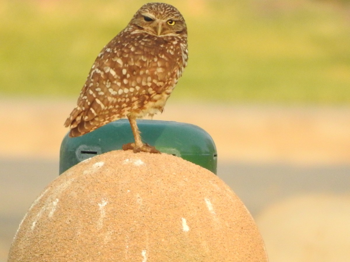 Burrowing Owl - ML452403351