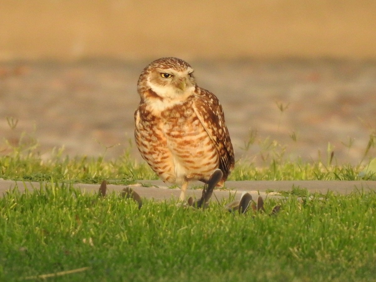 Burrowing Owl - ML452403491