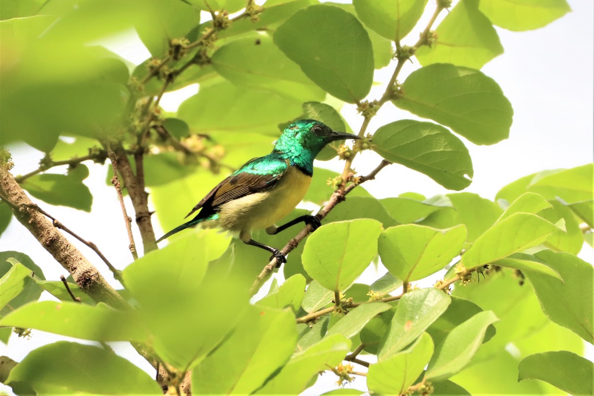 Collared Sunbird - ML452404081