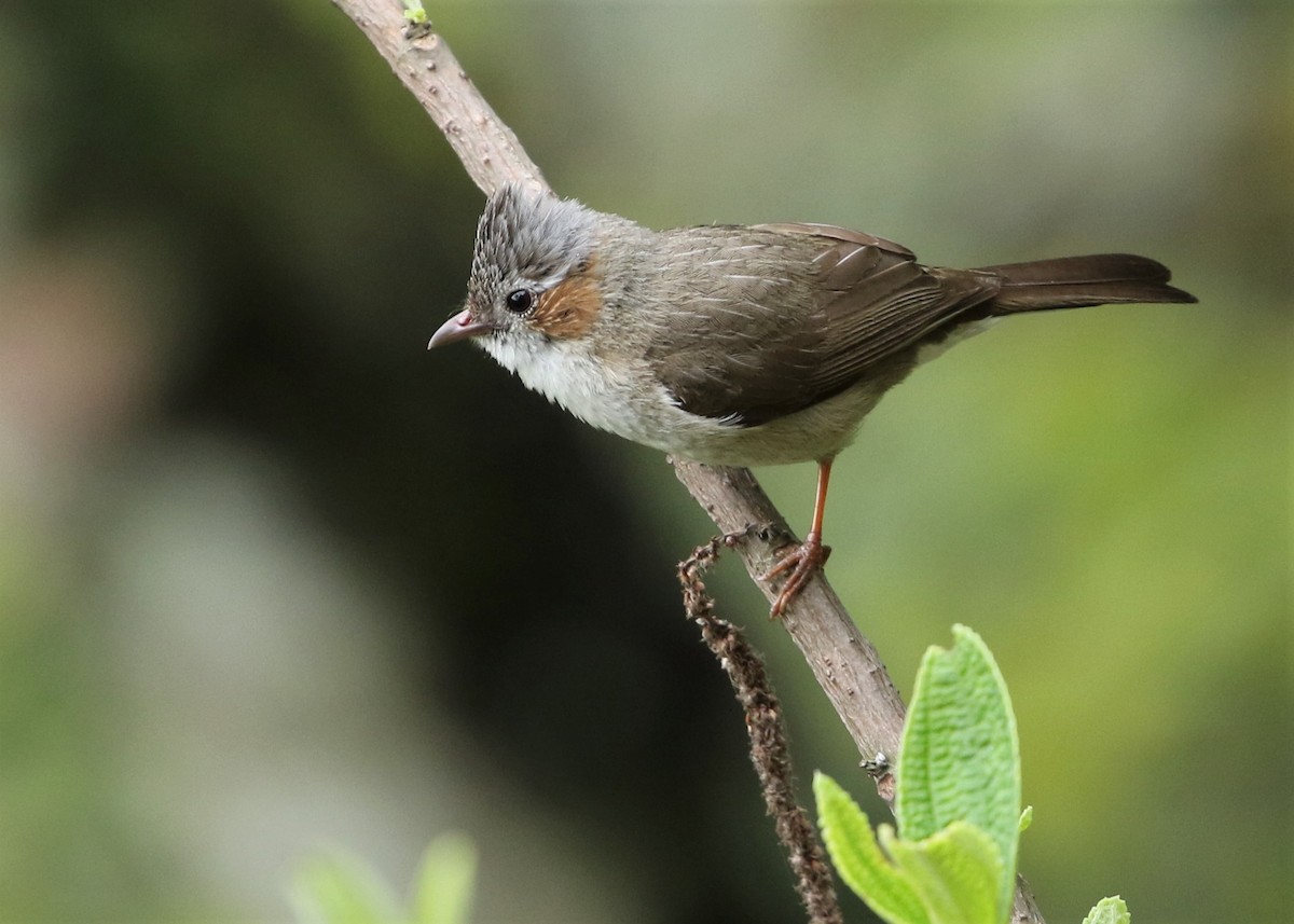 Striated Yuhina - ML452404321