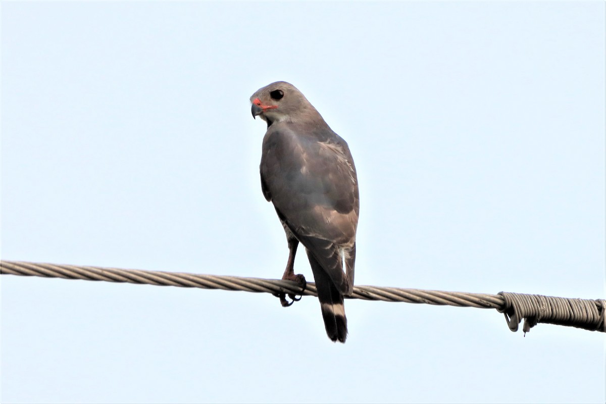 Lizard Buzzard - ML452404331