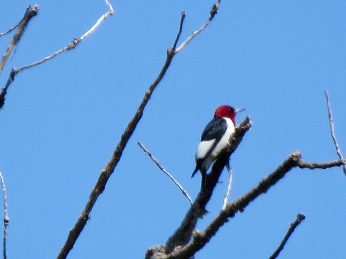 Red-headed Woodpecker - ML452405621