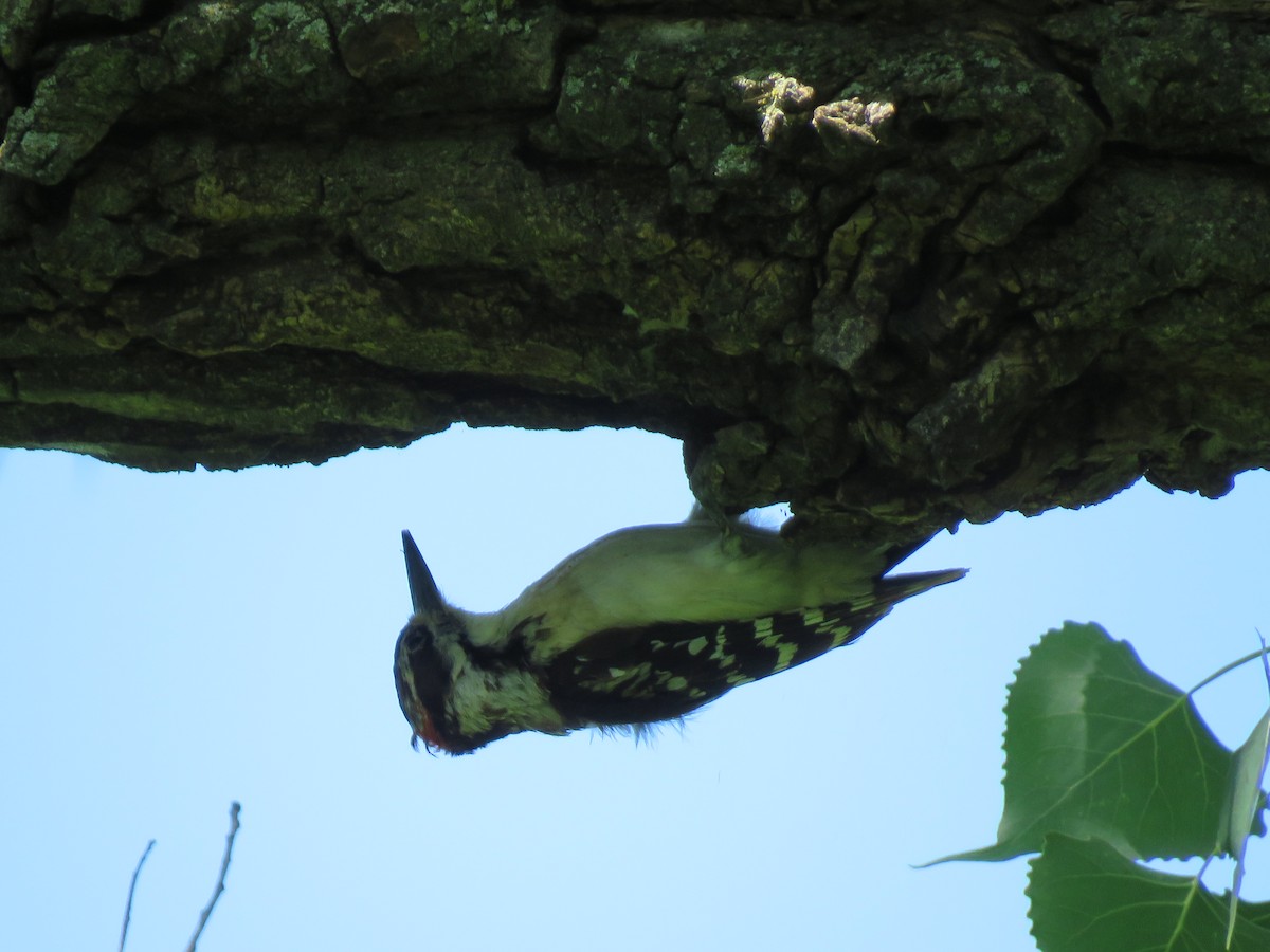 Hairy Woodpecker - ML452406901