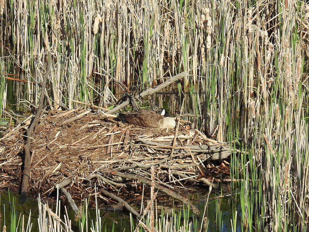 Canada Goose - Marc Belliard