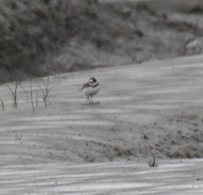 Semipalmated Plover - ML452407211