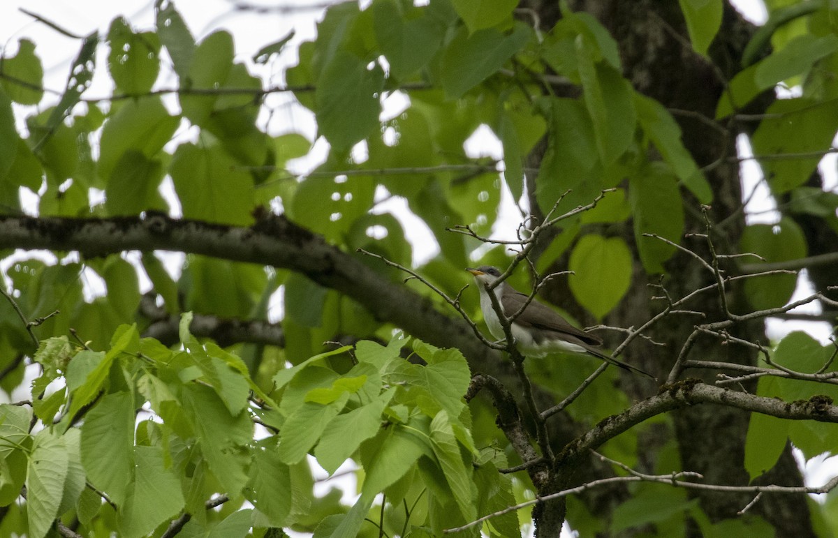 Yellow-billed Cuckoo - ML452407351