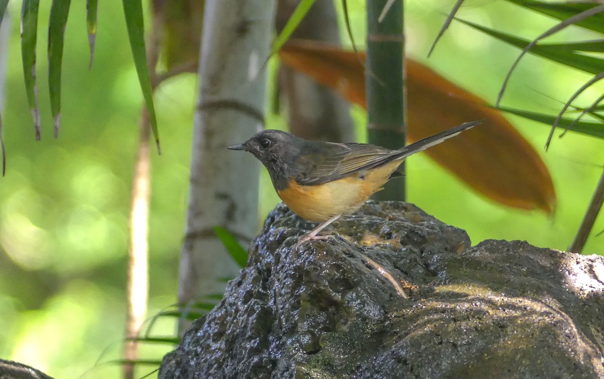 White-rumped Shama - ML45240771