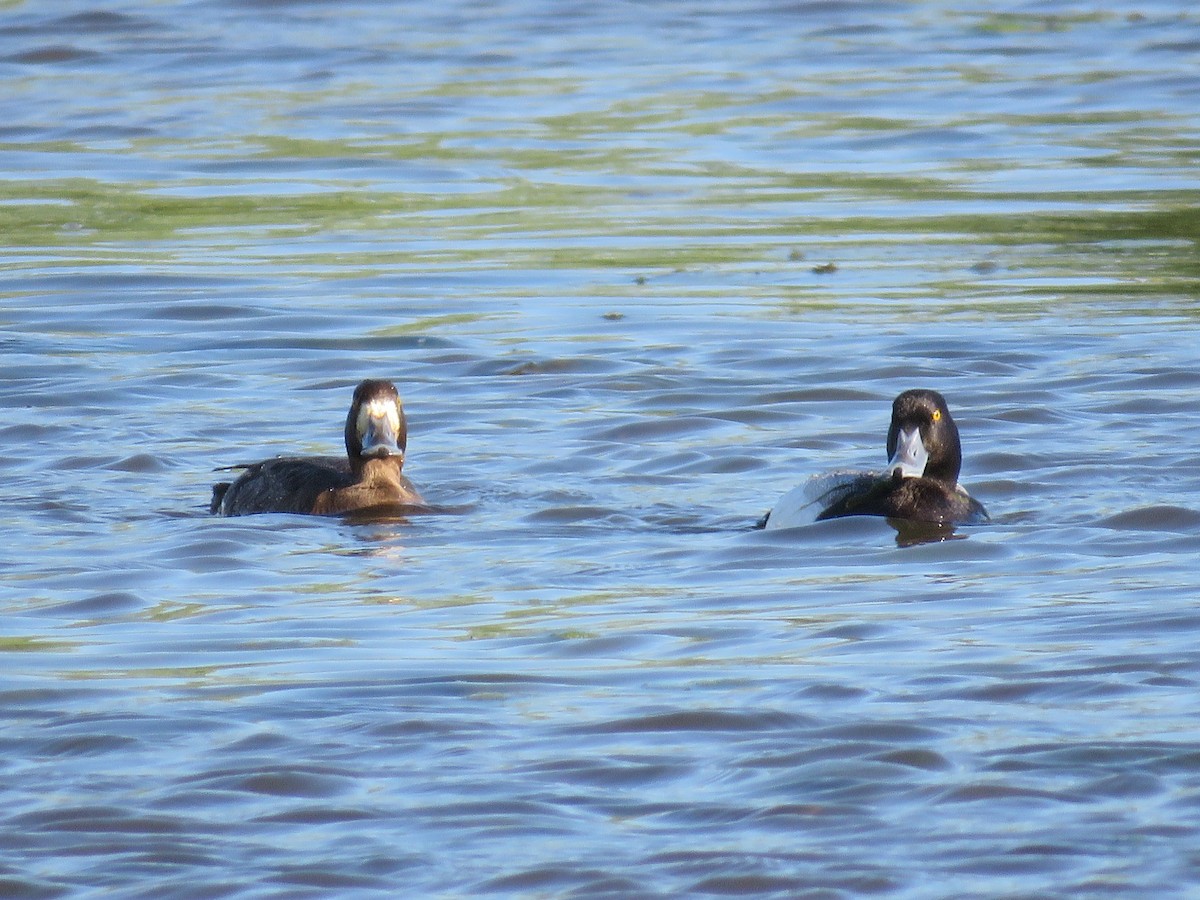 Greater Scaup - Katie Serres