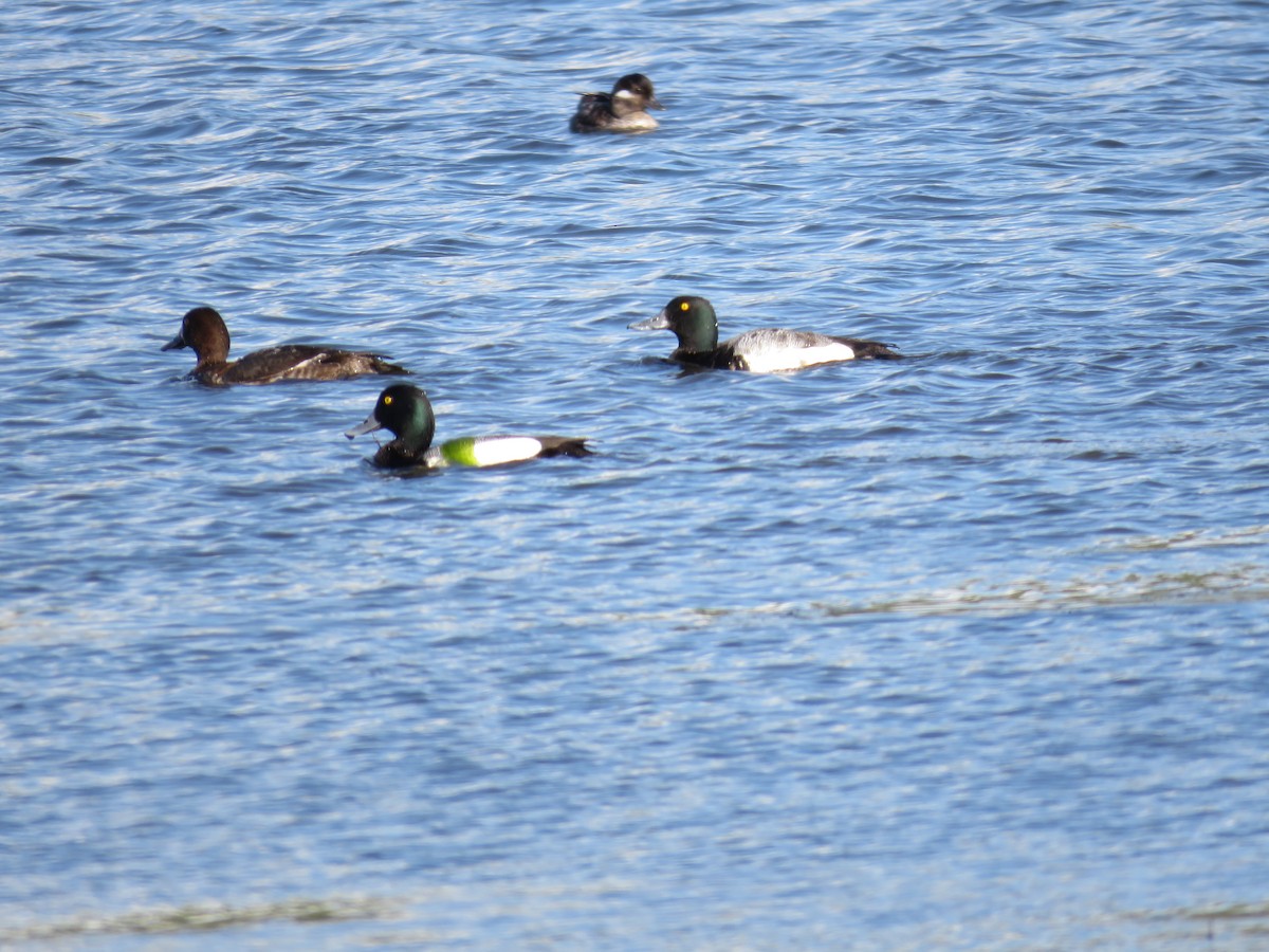 Greater Scaup - Katie Serres