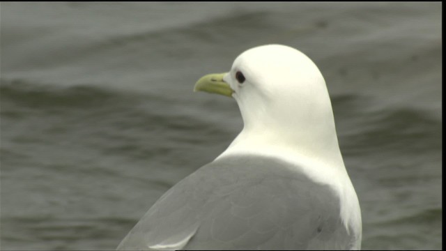 Black-legged Kittiwake (pollicaris) - ML452410