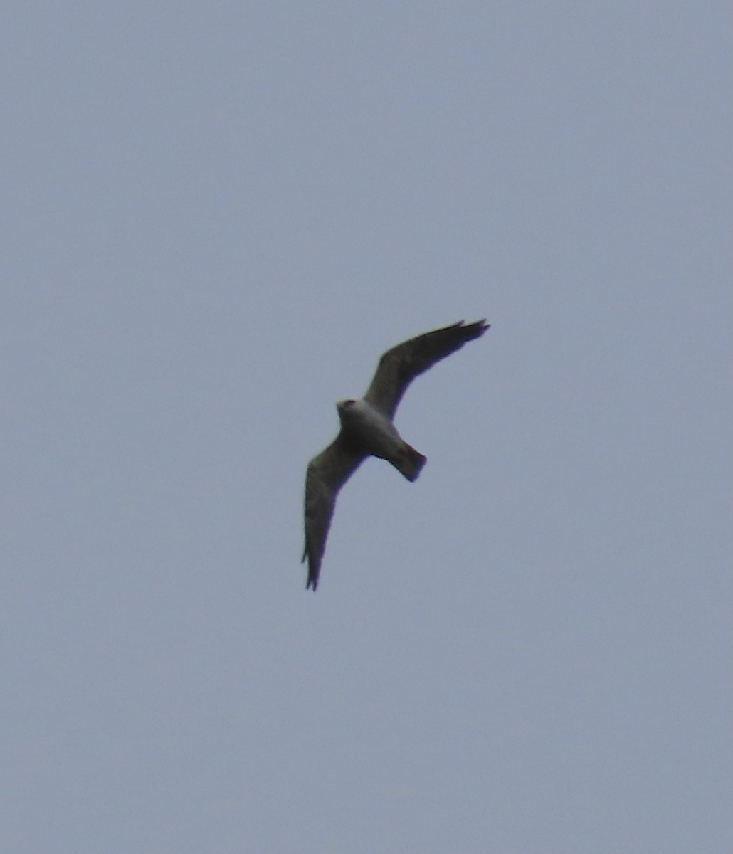 Mississippi Kite - ML452410151