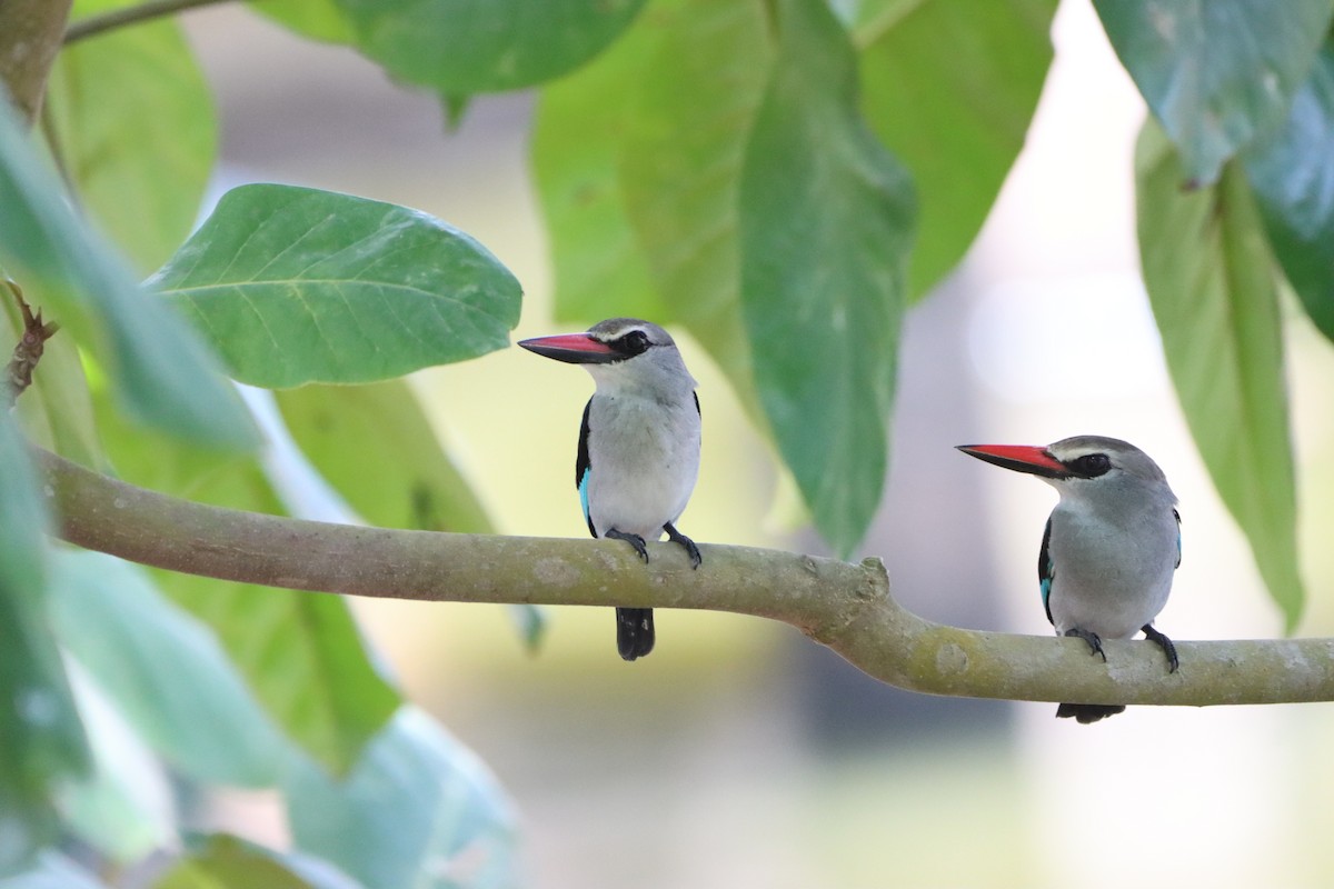 Woodland Kingfisher - ML452410241