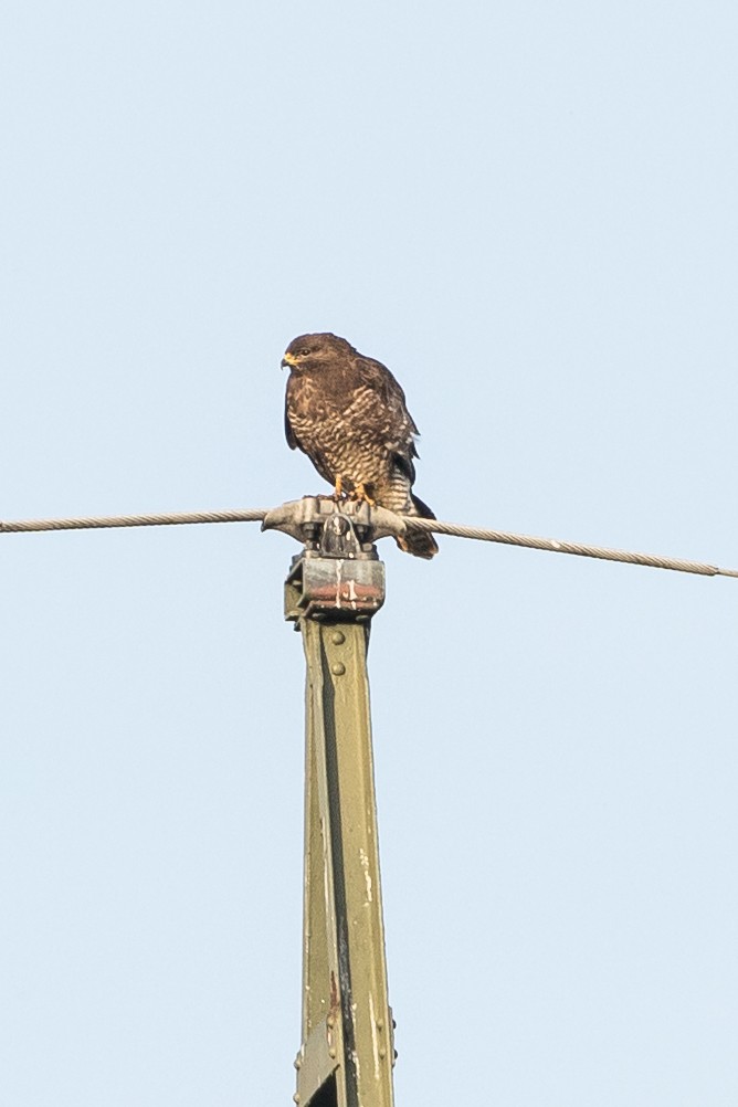 Common Buzzard - ML452410581