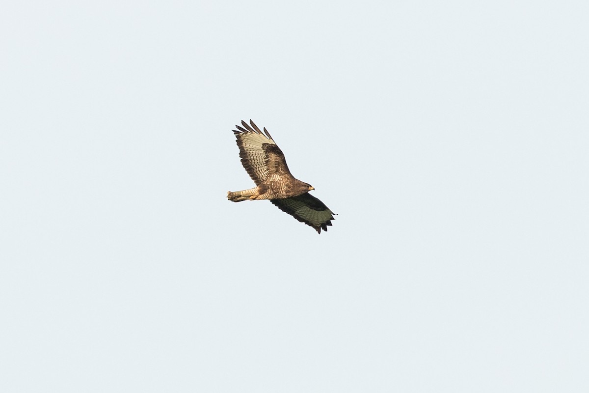Common Buzzard - ML452410591