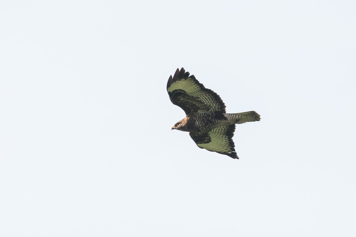 Common Buzzard - ML452410601