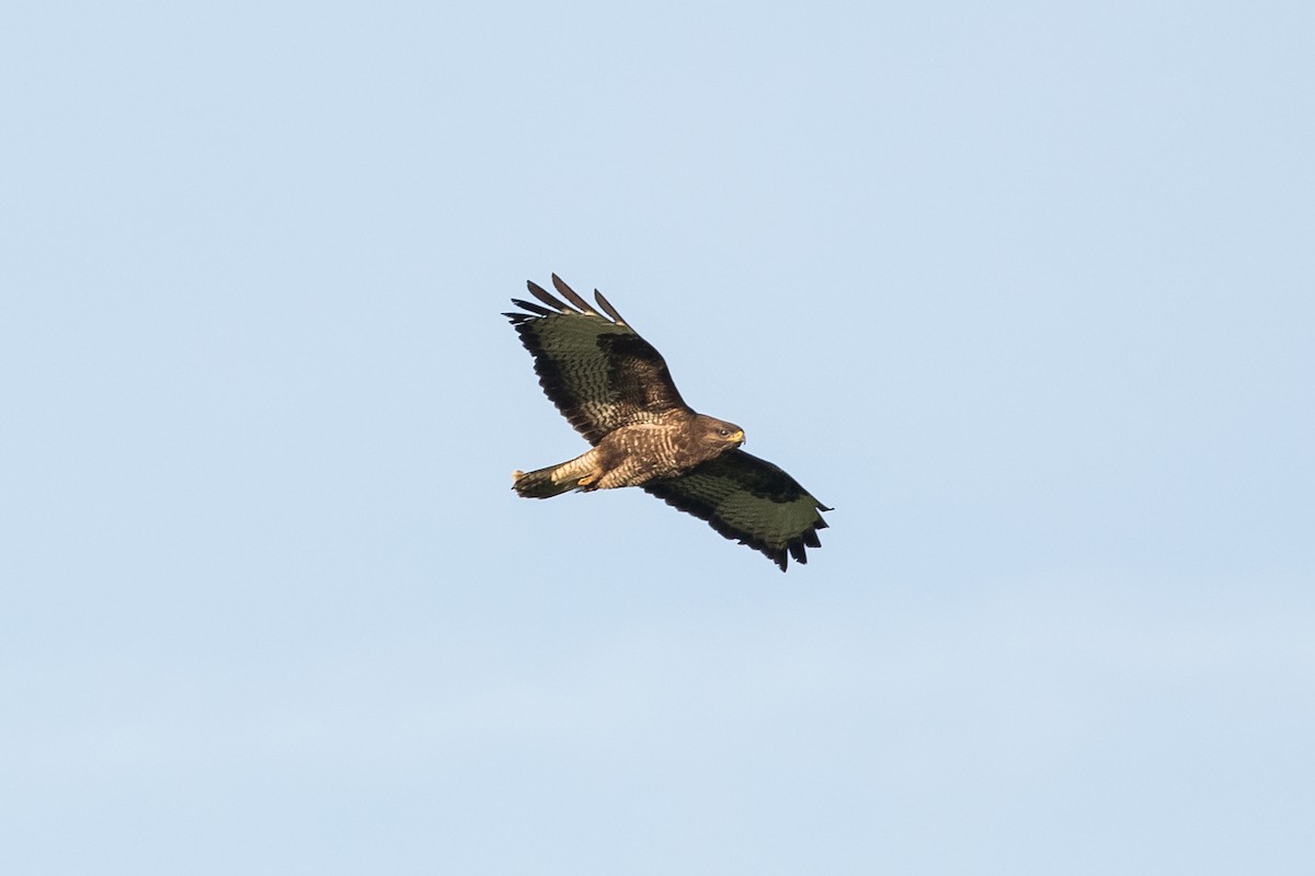 Common Buzzard - ML452410611