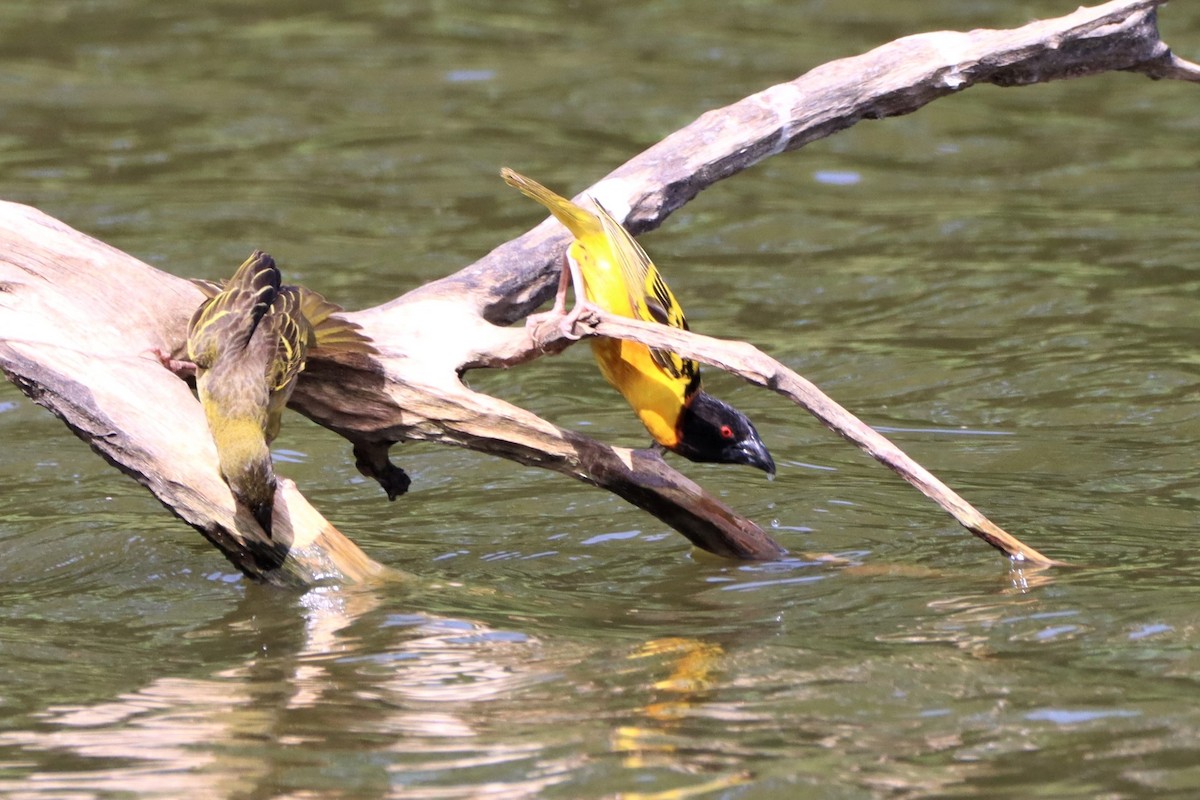 Village Weaver - ML452410851