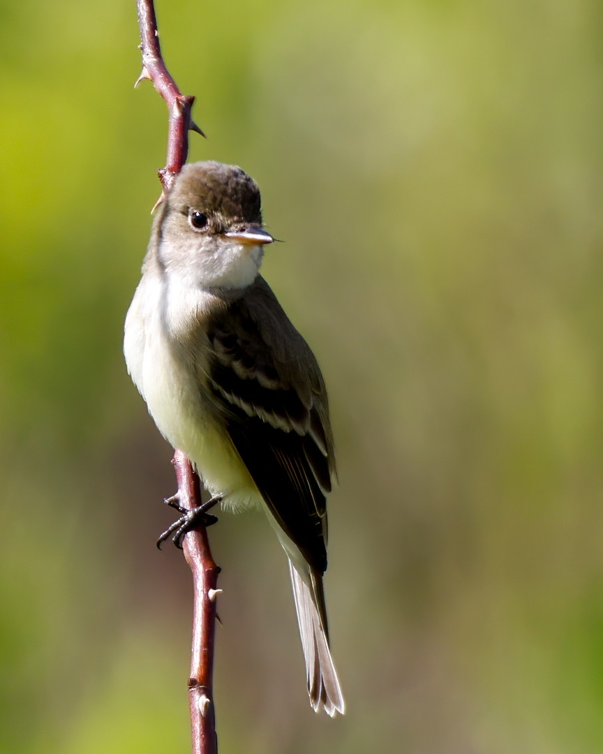 Willow Flycatcher - ML452411181