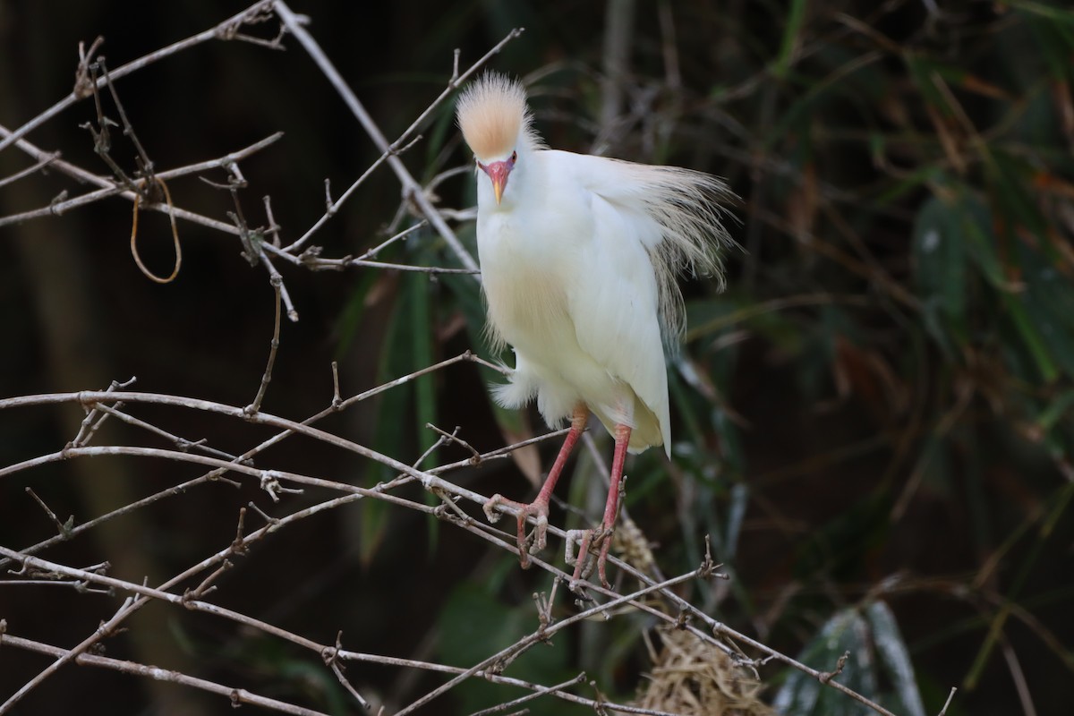 Western Cattle Egret - Erwin Van de Put