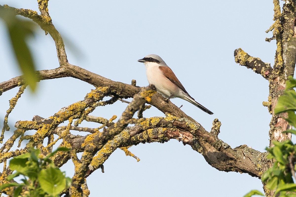 Red-backed Shrike - ML452412101