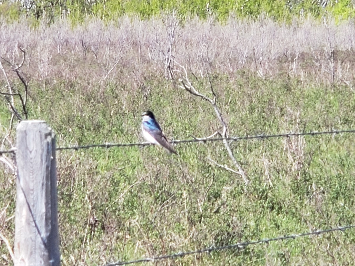 Tree Swallow - ML452415491