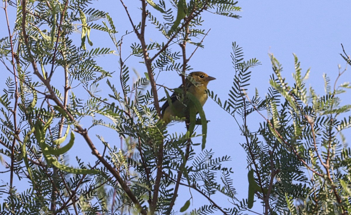 Western Tanager - ML452415851