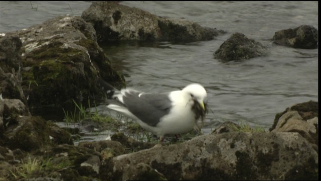 Red-legged Kittiwake - ML452416