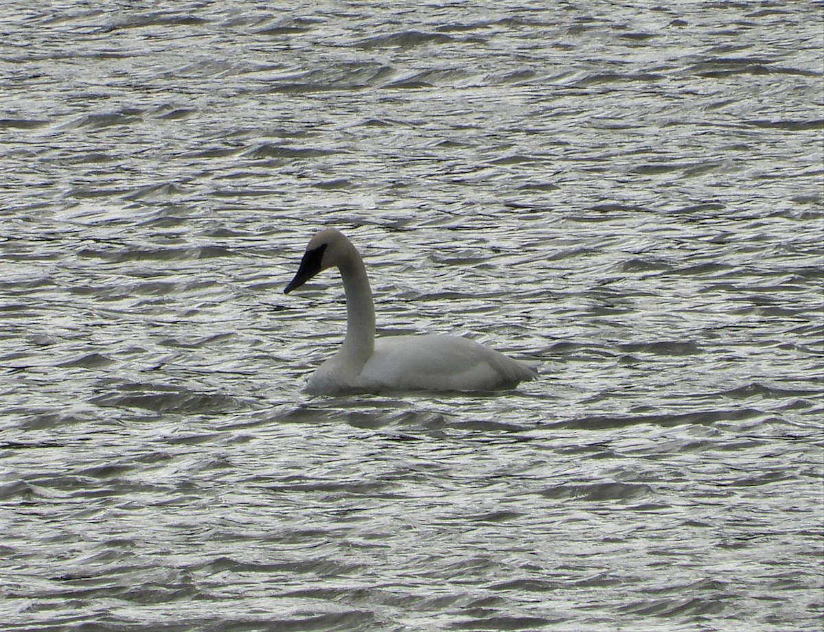 Trumpeter Swan - ML452416451