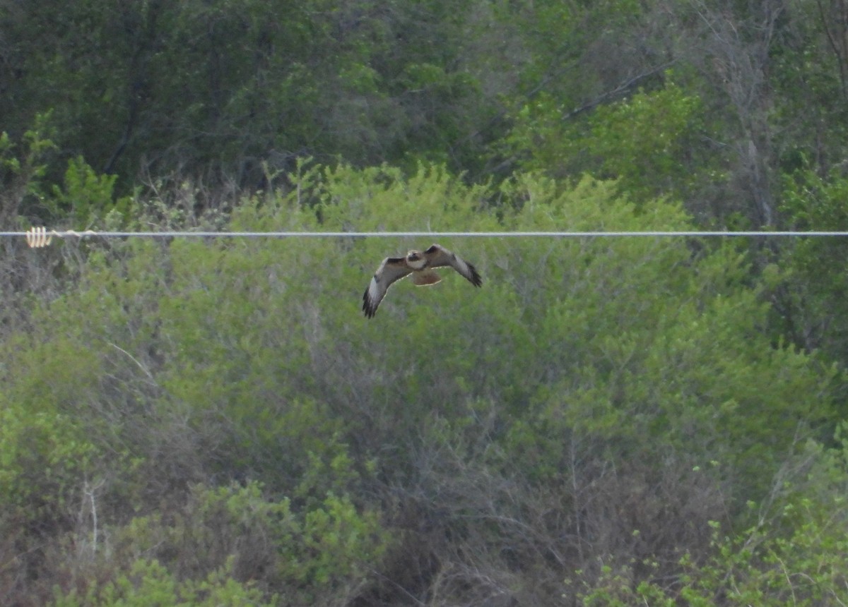 Zapelatz buztangorria - ML452416571