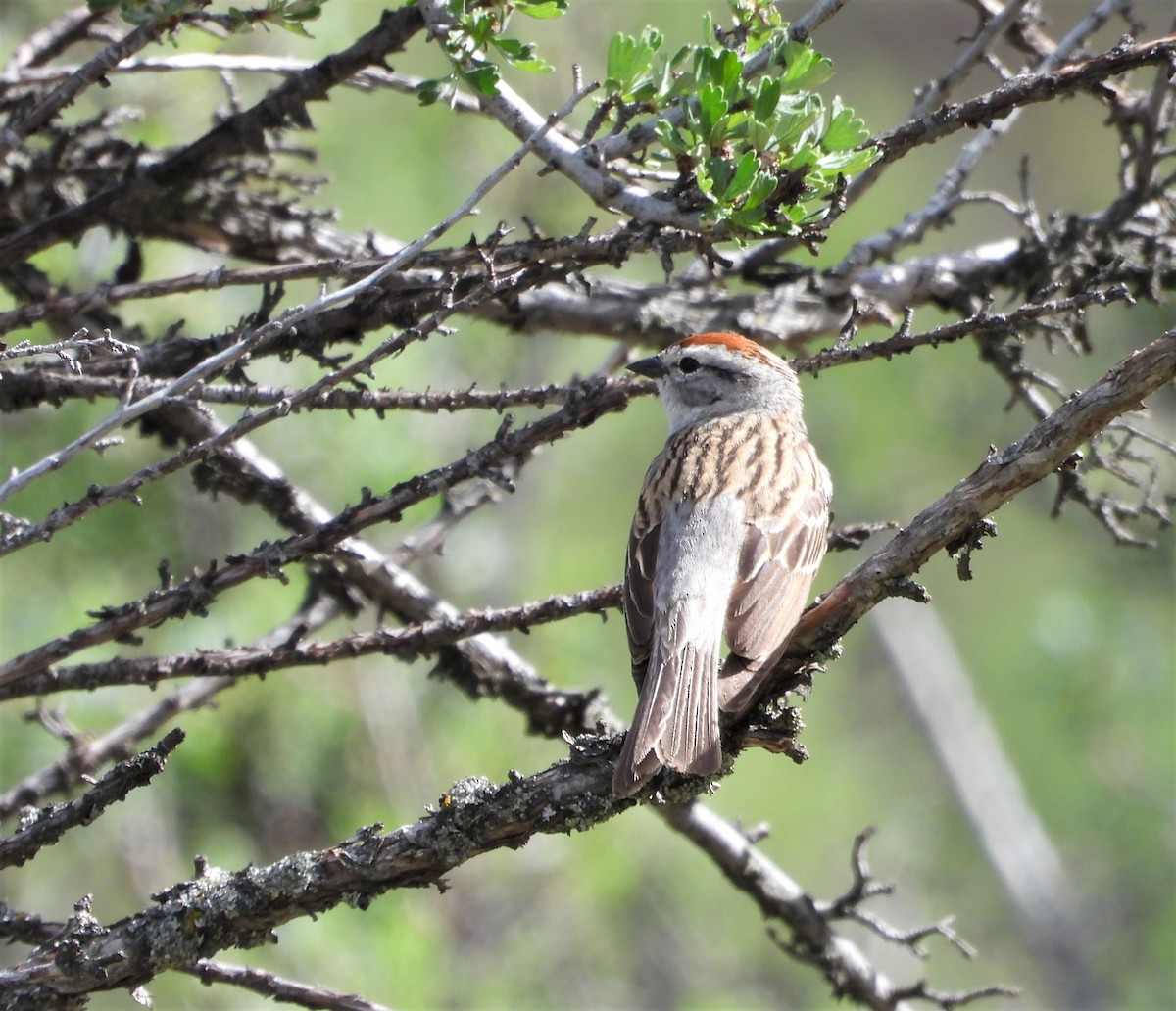 Chipping Sparrow - ML452416711