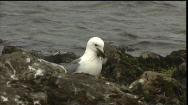 Red-legged Kittiwake - ML452417