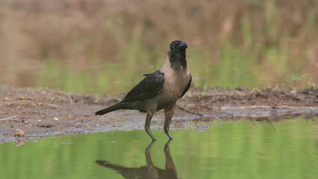 House Crow - ML452417021