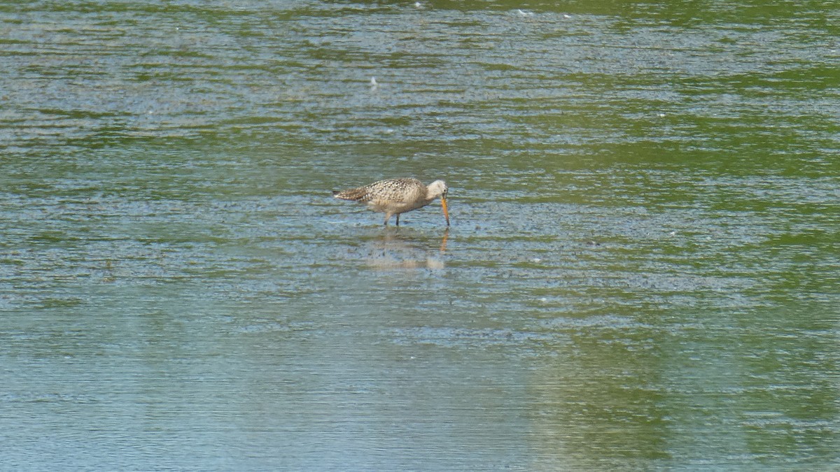 Marbled Godwit - ML452417271