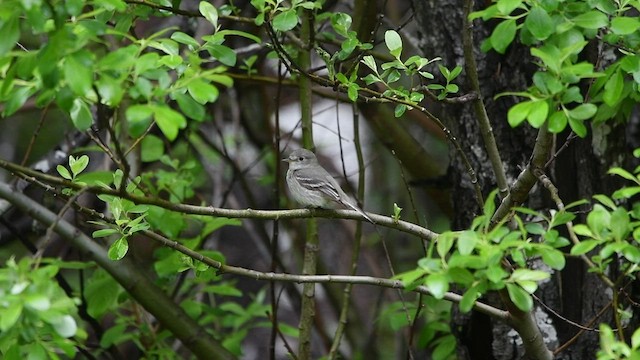 Gray Flycatcher - ML452417591