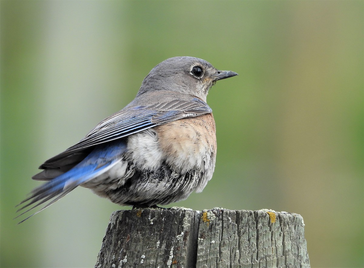 Western Bluebird - ML452417811