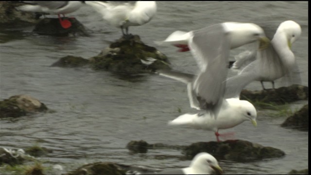 Red-legged Kittiwake - ML452418