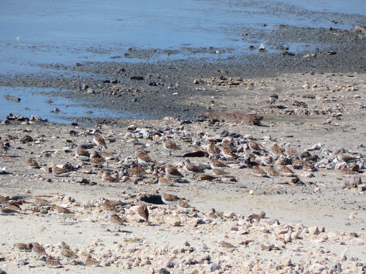 Semipalmated Sandpiper - ML452418041